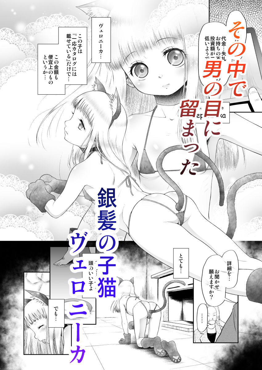 ペットショップの子猫