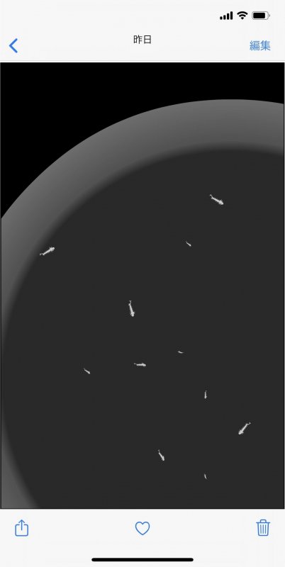 わたしの蟲姦遊び 蚊の幼虫（ボウフラ）編 第5話 全編