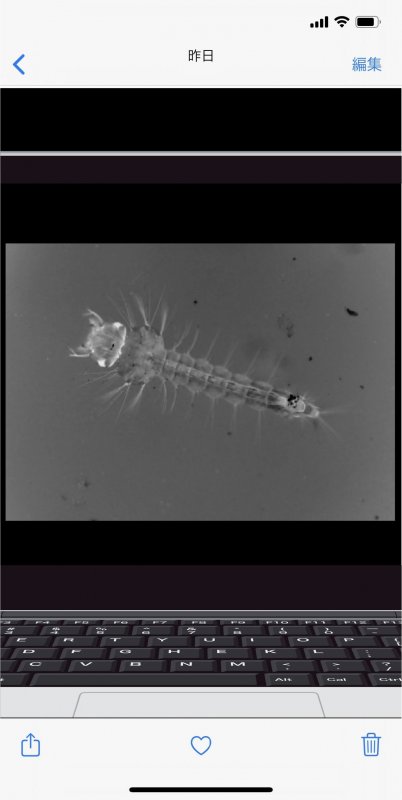 わたしの蟲姦遊び 蚊の幼虫（ボウフラ）編 第5話 全編